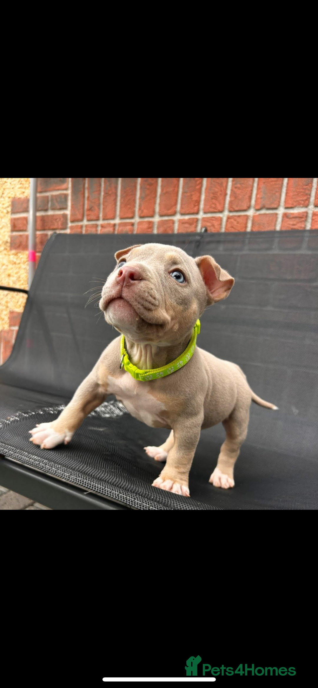 American Bully dogs for sale: Pocket bully female  - Image 5