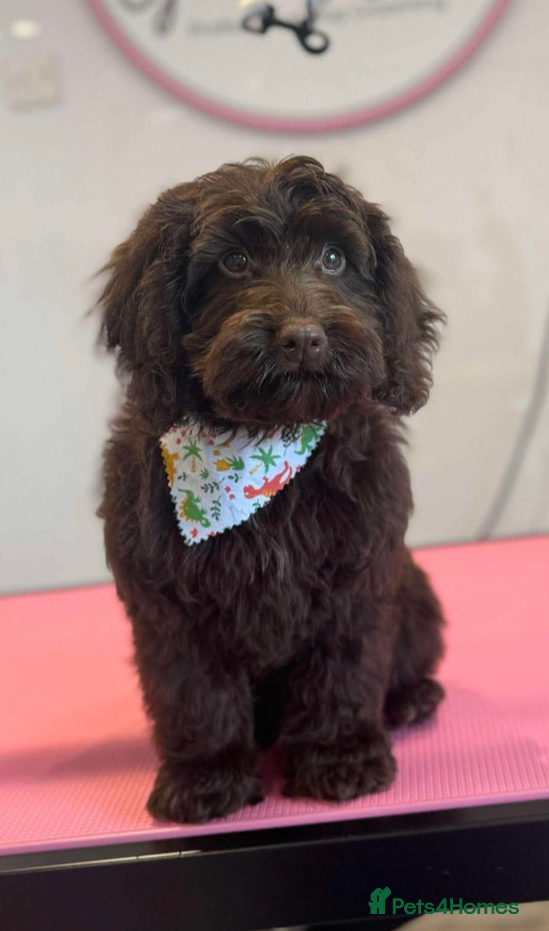 Cockapoo dogs for sale: Chocolate F1 Cockapoo Pups  - Advert 9