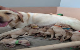 Labrador Retriever dogs for sale: Golden/Yellow Labrador retriever Puppies - Image 3