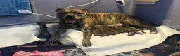 Staffordshire Bull Terrier dogs for sale: Staffordshire Bull Terrier Puppy’s - Advert 8
