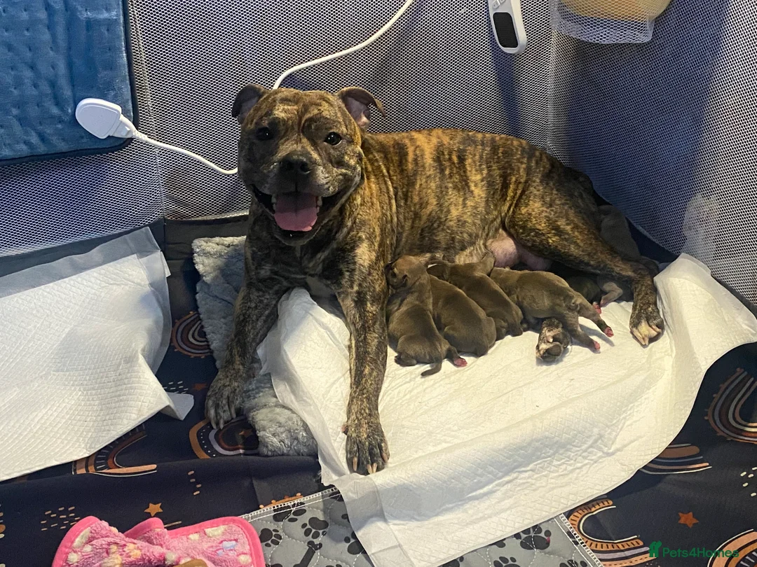 Staffordshire Bull Terrier dogs for sale: Staffordshire Bull Terrier Puppy’s - Advert 8