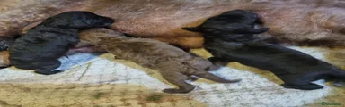 Bedlington Terrier 3