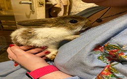 Netherland Dwarf rabbits for sale: Netherland Dwarf / Minilop  - Image 3