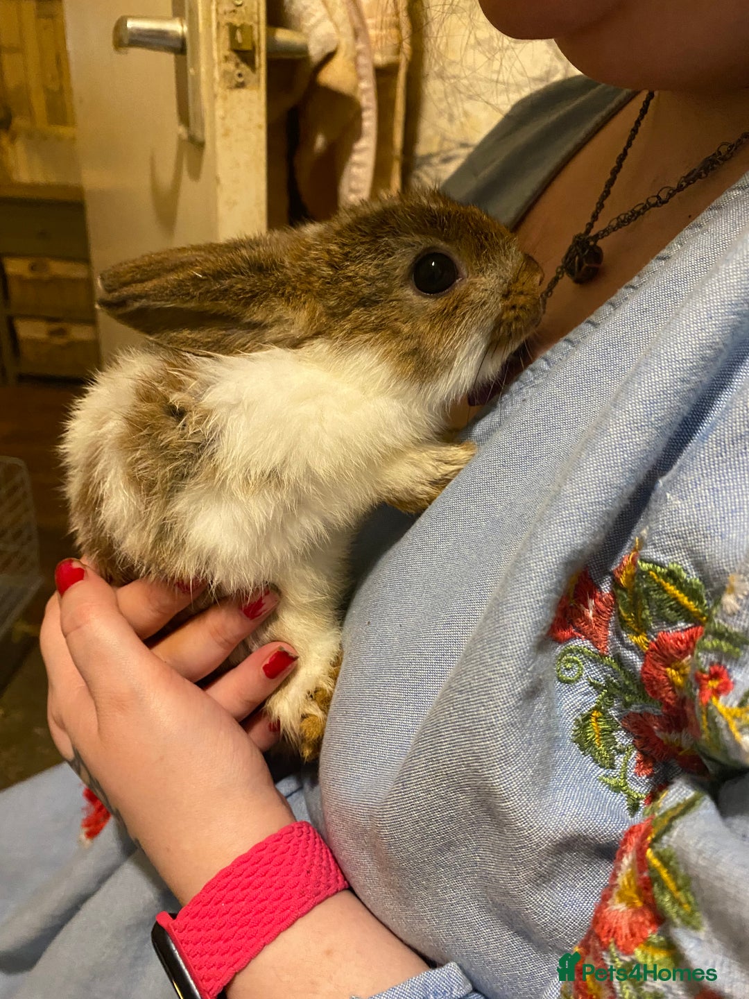 Netherland Dwarf rabbits for sale: Netherland Dwarf / Minilop  - Image 3