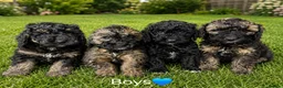 Miniature Poodle dogs for sale: 3 left! Pure Bred Miniature poodles - Advert 9