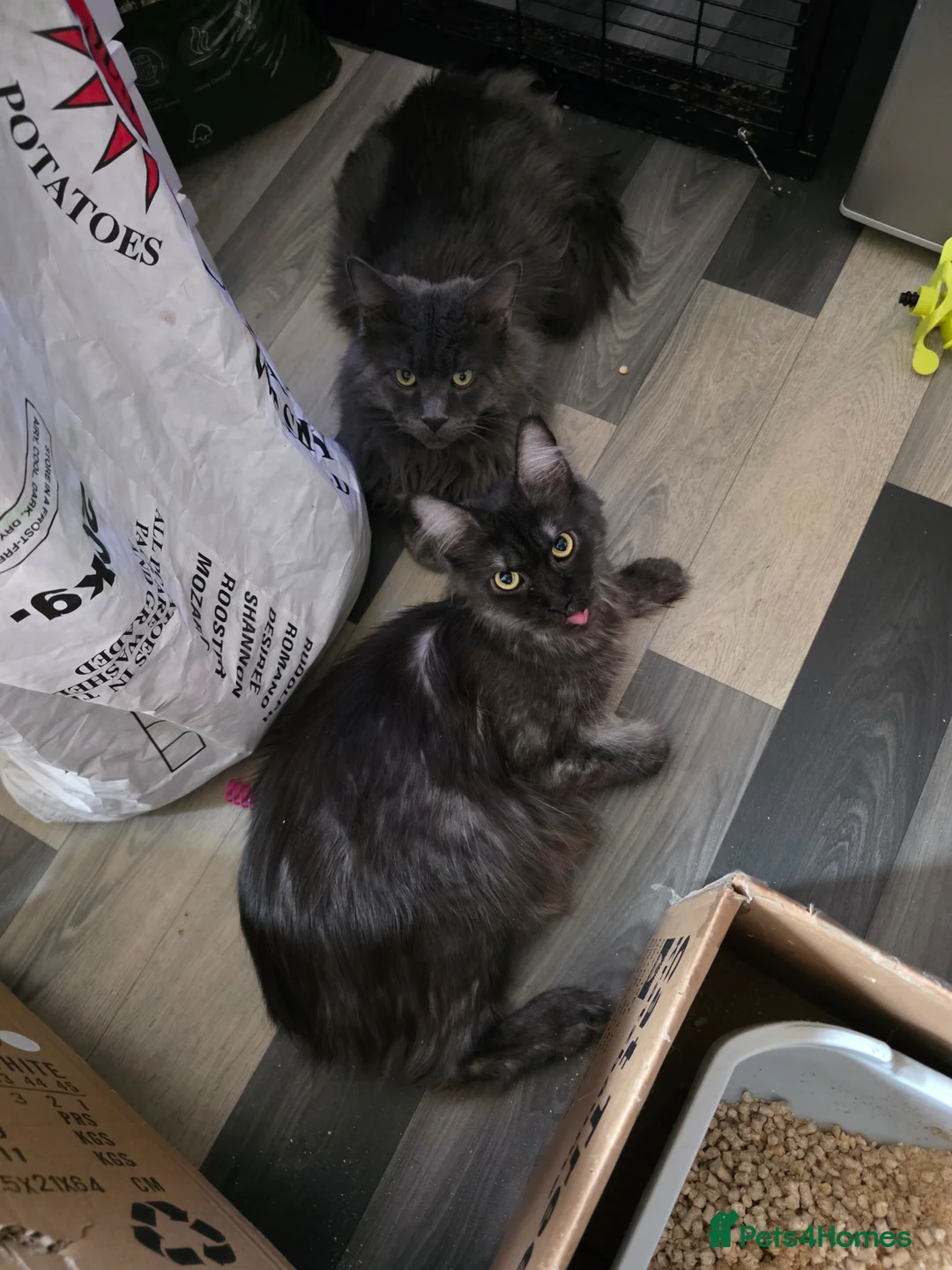 Maine Coon cats for sale: Maincoon kittens  - Advert 1
