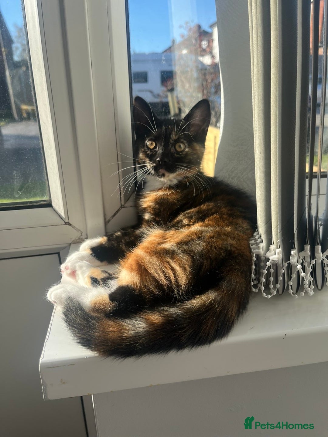 Domestic Shorthair cats for sale: Female cat for sale  - Advert 3