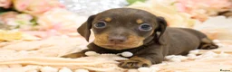 Miniature Dachshund dogs for sale: Miniature Dachshund Puppies - Advert 8