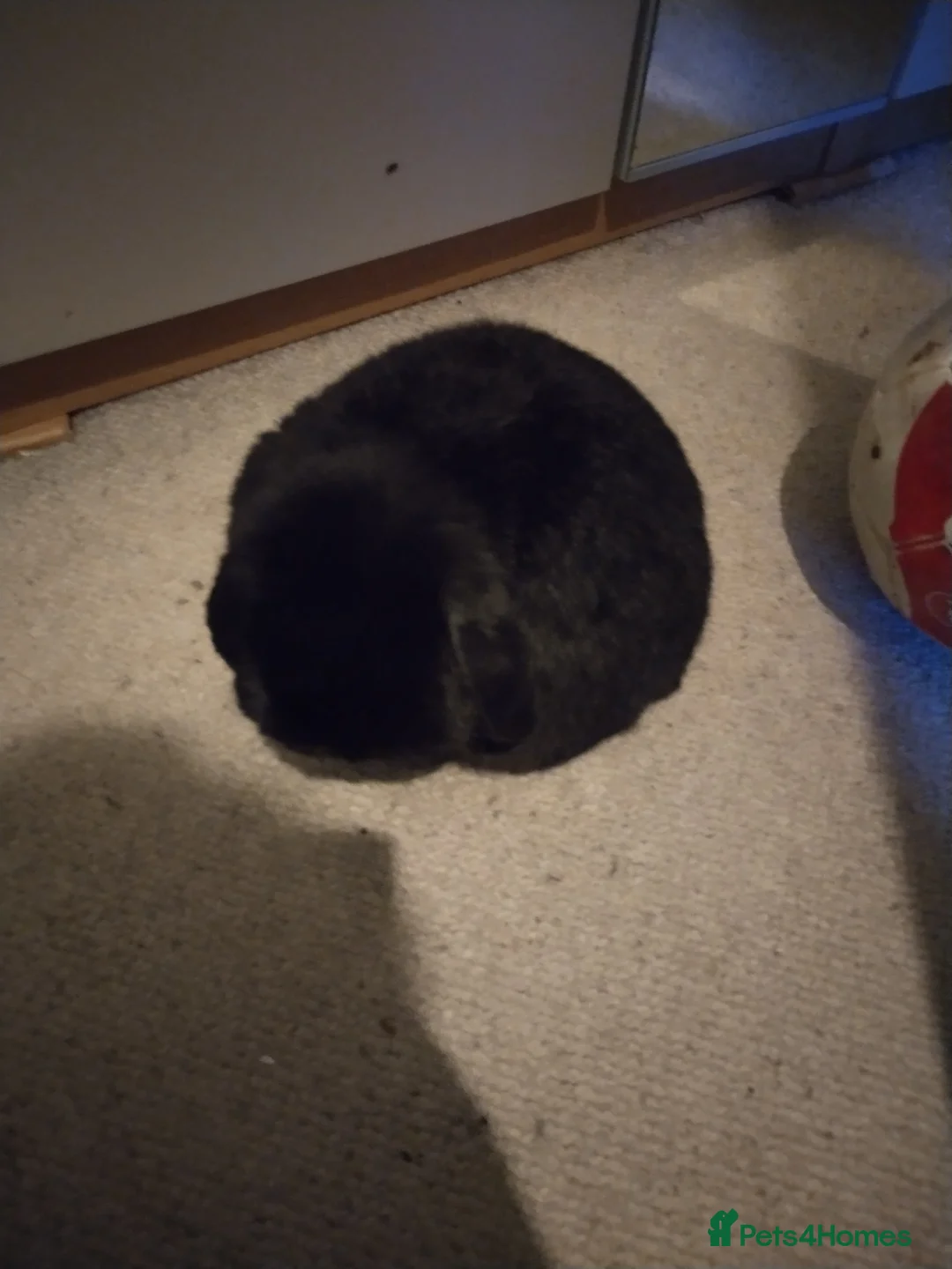 Mini Lop rabbits for sale: Black Mimi lop  in Edinburgh - Advert 2