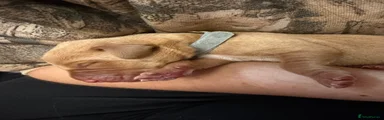 Labrador Retriever 3