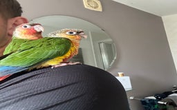 Conures birds for sale: BEAUTIFUL HAND REARED PINEAPPLE CONURES  - Image 3