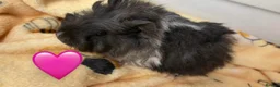 Guinea Pig rodents for sale: Beautiful Fluffy Piggies 2x Boys 2x Girls in Battle - Advert 9