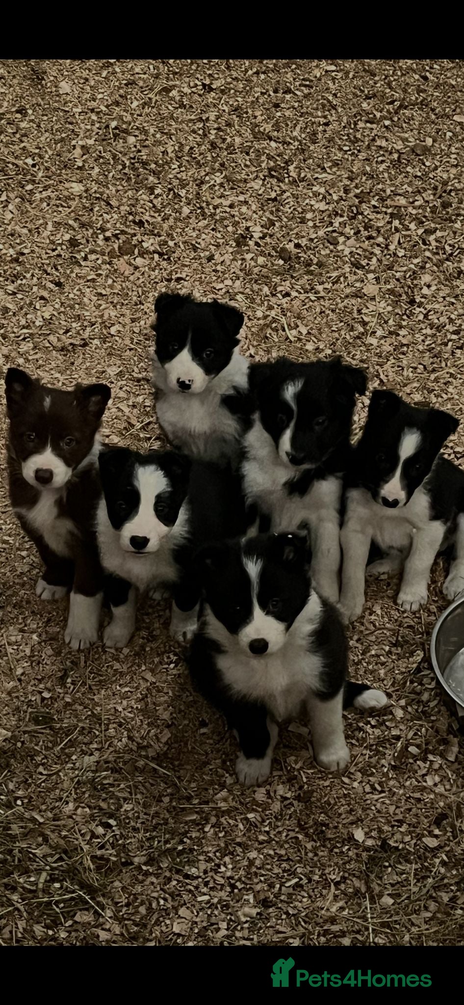 Border Collie dogs Border collie puppy’s  - Advert 1