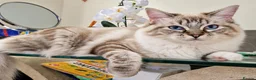 Ragdoll cats for sale: Stunning FIFe Pedigree Ragdoll Boys 💙 - Advert 7