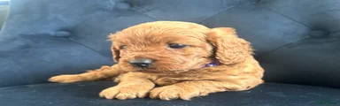 Purple collar girl 