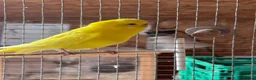 Budgerigars birds for sale: Budgies for sale in Ipswich - Advert 5