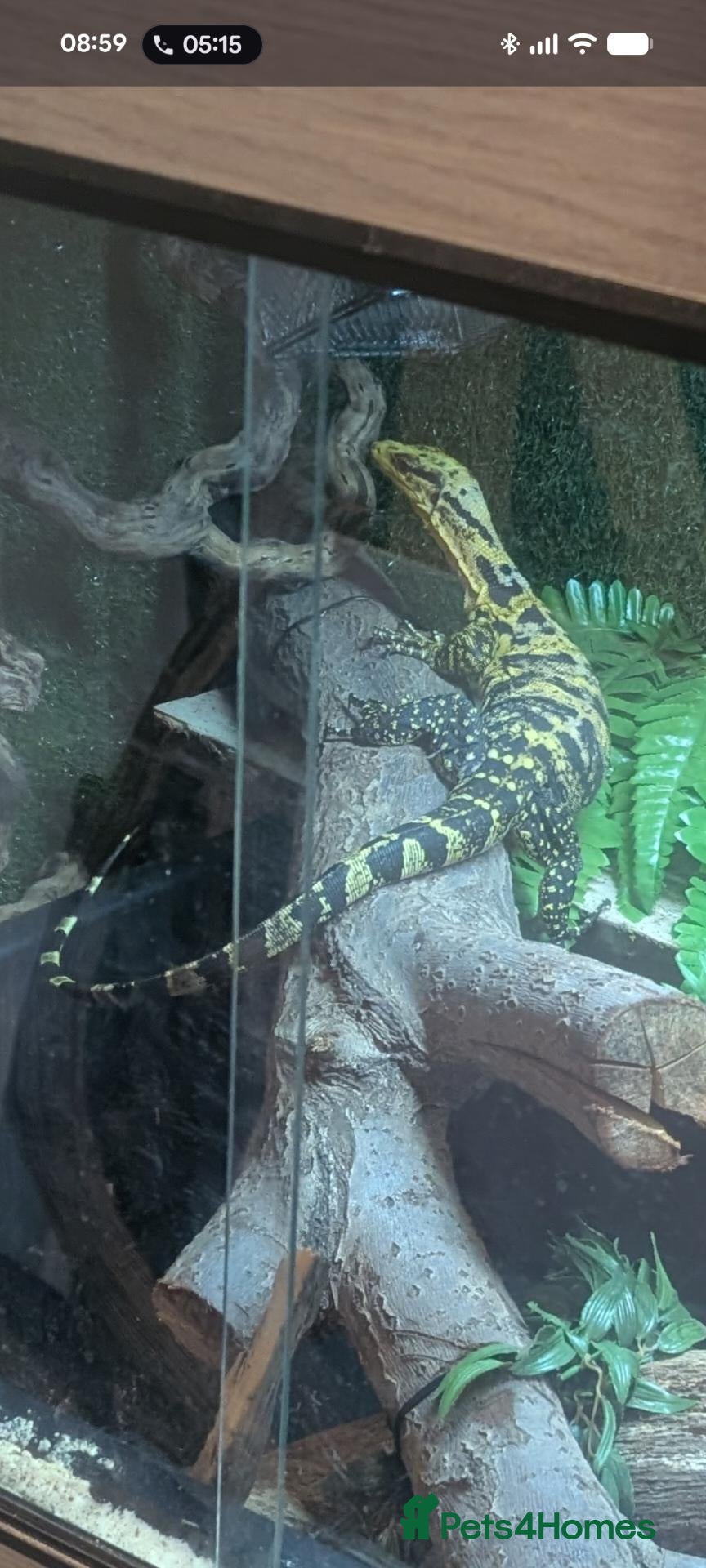Monitor reptiles Cumingi water monitor - Advert 1