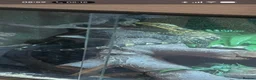 Monitor reptiles for sale: Cumingi water monitor in Barnsley - Advert 1