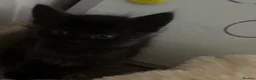 Mixed Breed cats for sale: 4 beautiful kittens - Advert 3