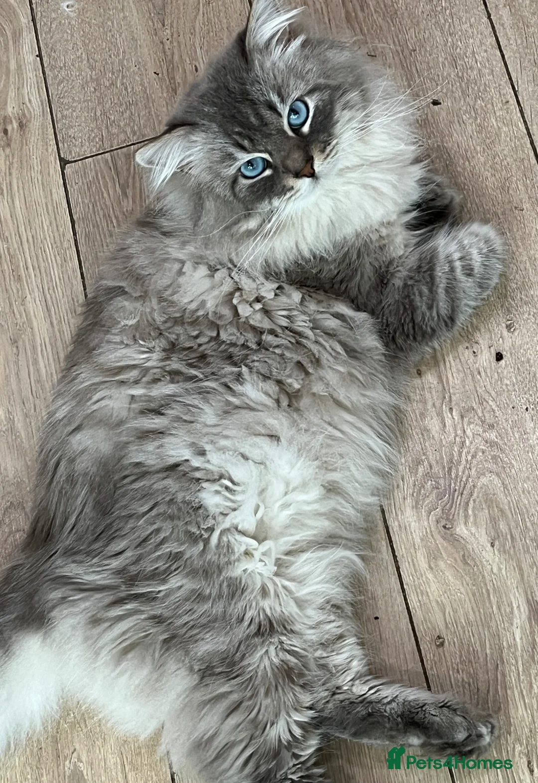 Siberian cats for sale: Siberian Pure Kittens Available  - Advert 15