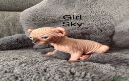 Sphynx cats for sale: 🔥Sphynx and Elf kittens🔥 - Image 1