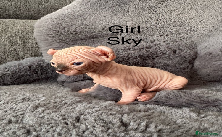 Sphynx cats - Advert 6