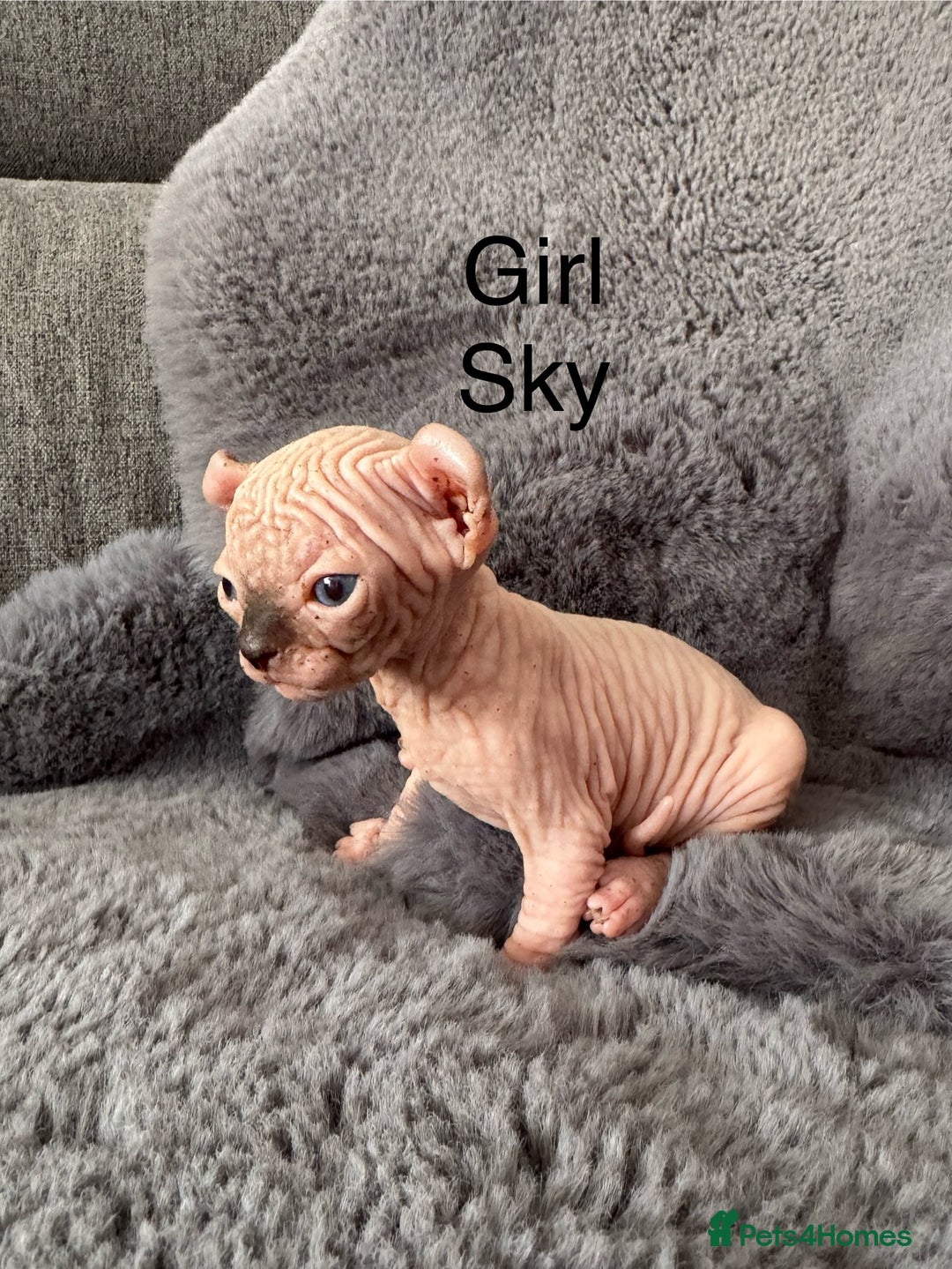 Sphynx cats for sale: 🔥Sphynx and Elf kittens🔥 - Image 1