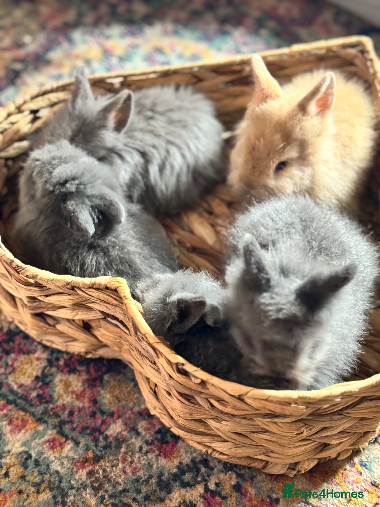 Mini Lion Lop rabbits Lion lops for sale! - Advert 3