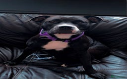 American Bull Staffy dogs for sale: Beautiful American bulldog x staff puppies   - Image 36