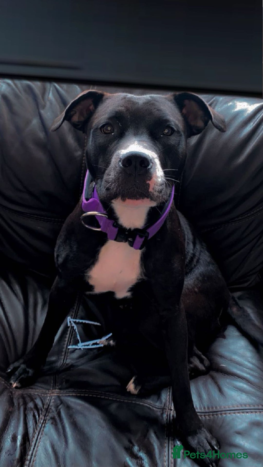 American Bull Staffy dogs for sale: Beautiful American bulldog x staff puppies   - Image 36