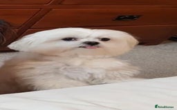 Maltese dogs for sale: Gorgeous Maltese Male Puppy, Ready now 🐾 - Image 11