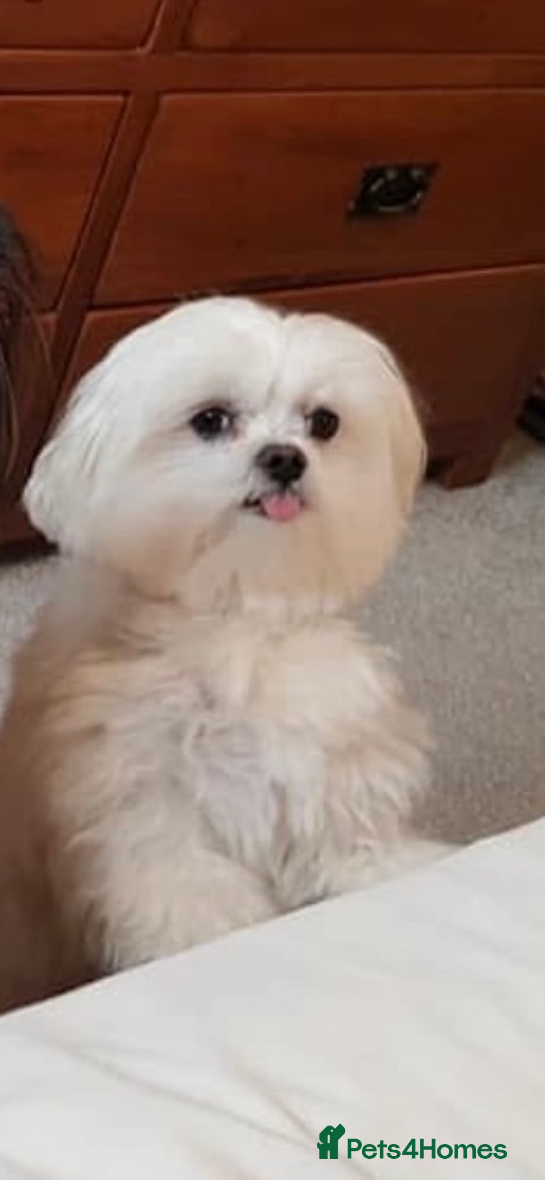 Maltese dogs for sale: Gorgeous Maltese Male Puppy, Ready now 🐾 - Image 11