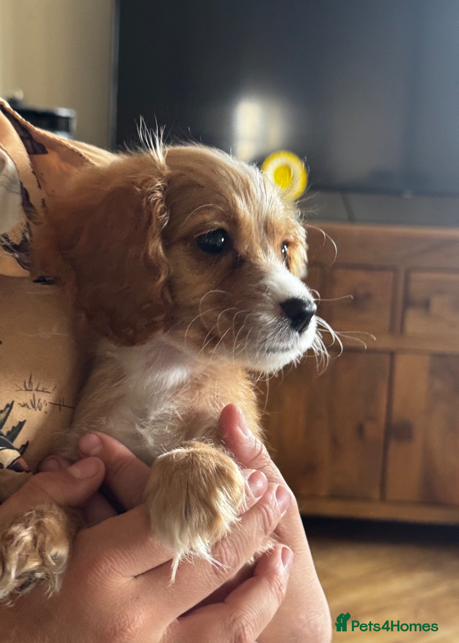 Cockapoo dogs  1 fantastic little girl cockapoo pup left 🐶  - Advert 10