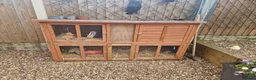 Guinea Pig rodents for sale: 2 male guinea pigs 18 months old come with hutch  in Chesterfield - Advert 3
