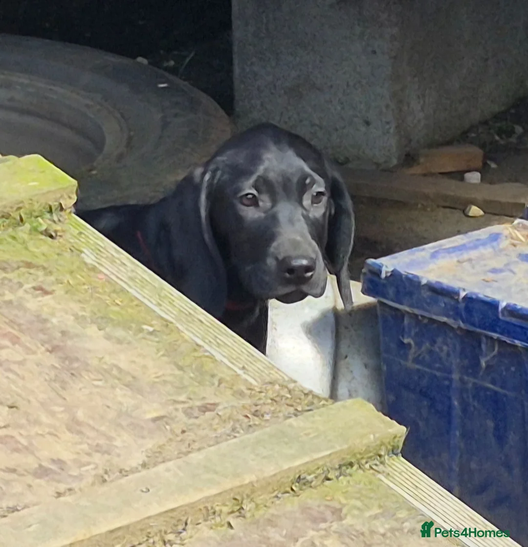 Mixed Breed dogs for sale: Pointador's (Lab x GSP) - Advert 2