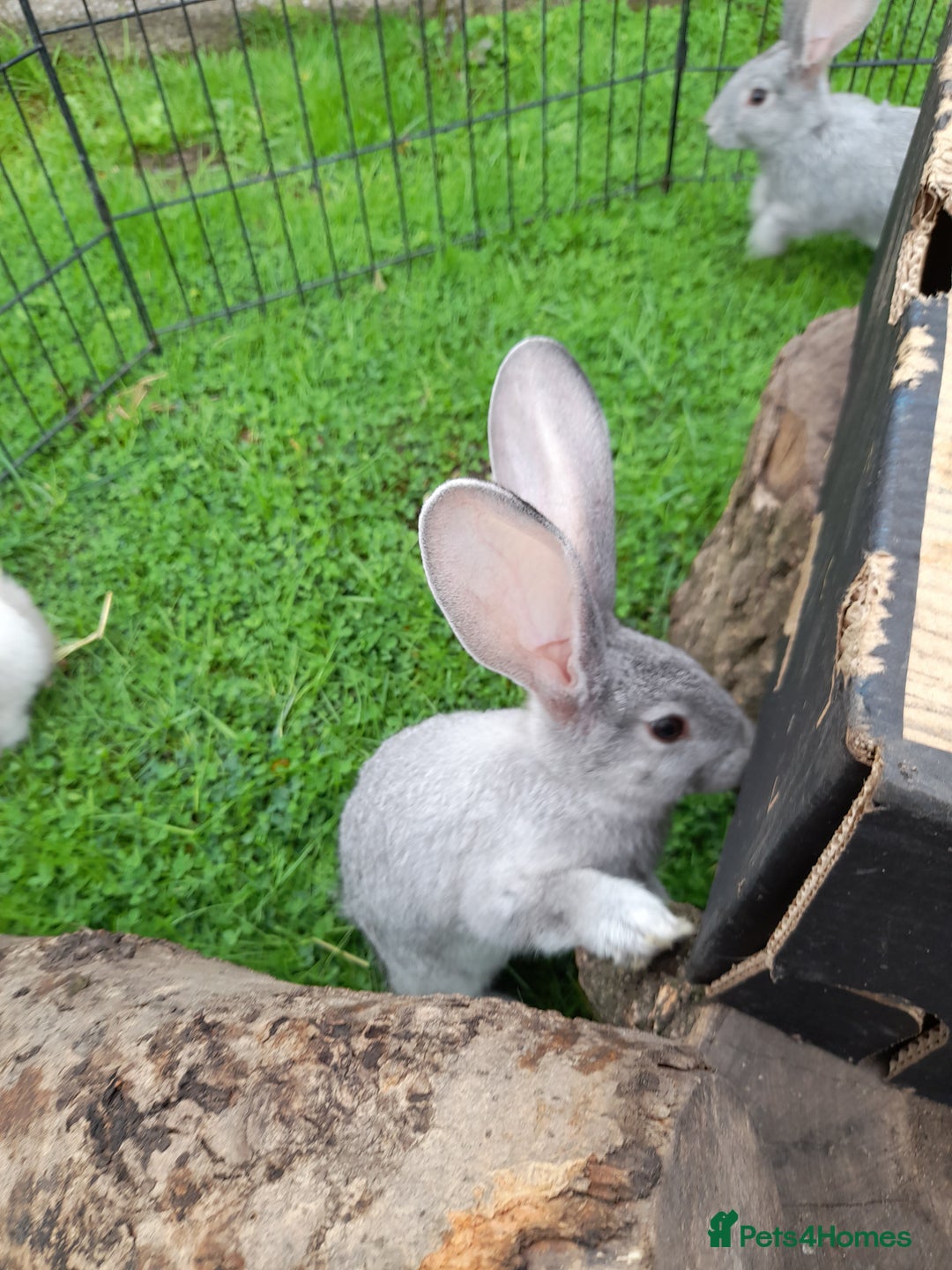 Continental Giant rabbits for sale: Beautiful Pure Giant Continental Babies  - Image 14