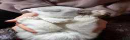 French Lop rabbits for sale: 🩷 French Lop Kits ready to leave tomorrow 🩷 - Advert 9