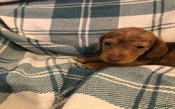 Dachshund dogs for sale: Miniature smooth haired Daschunds  - Advert 2