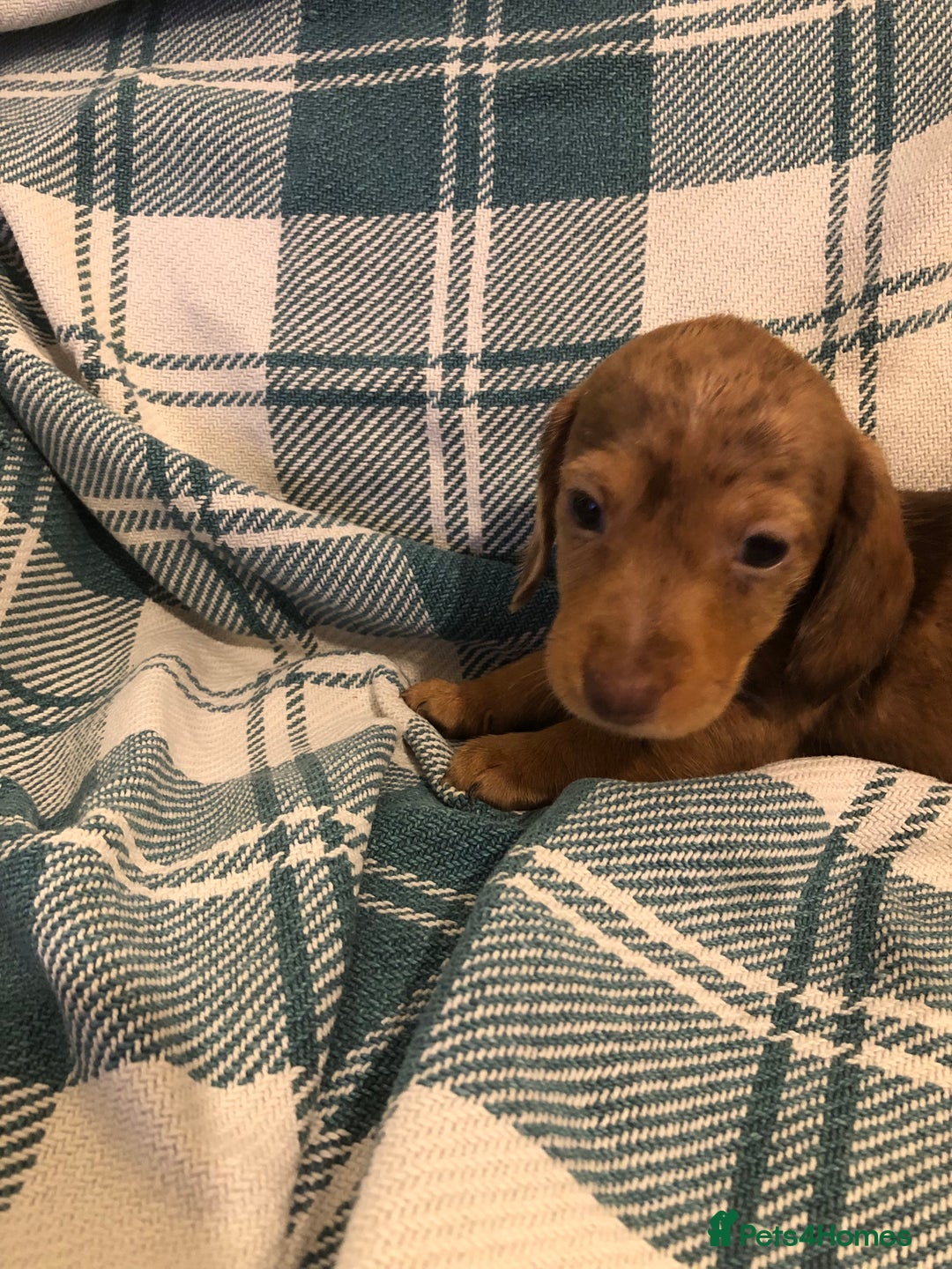 Dachshund dogs for sale: Miniature smooth haired Daschunds  - Advert 2