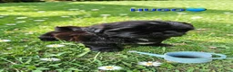 Shih Tzu dogs for sale: RARE BLACK STANDARD SHIH TZU WITH BLUE  SKIN - Advert 31