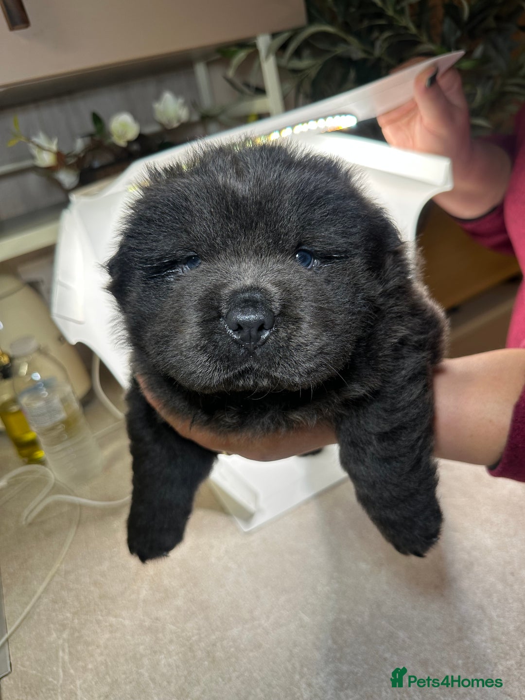 Chow Chow dogs for sale: Merle chow chow  - Advert 7