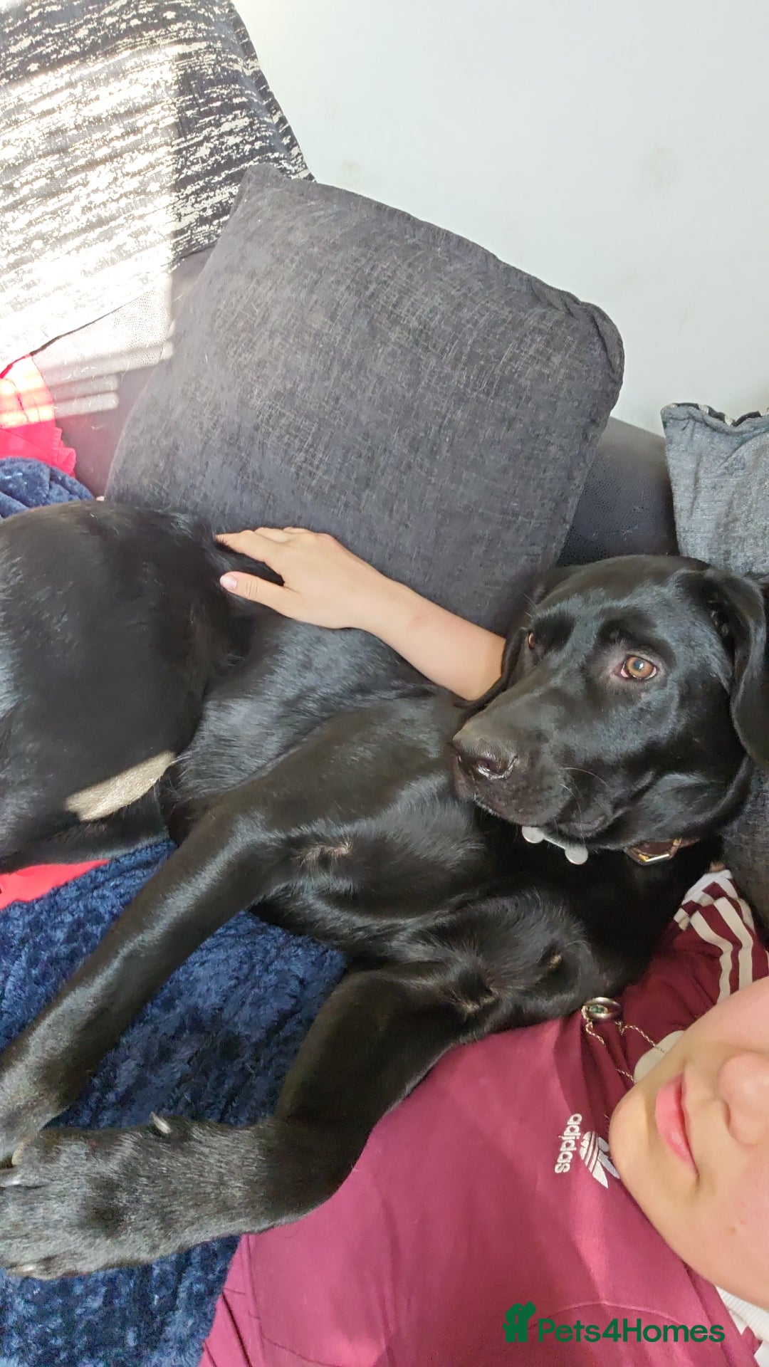 Labrador Retriever dogs for stud: KC Registered working Lab Stud – Proven – Smokie - Advert 13