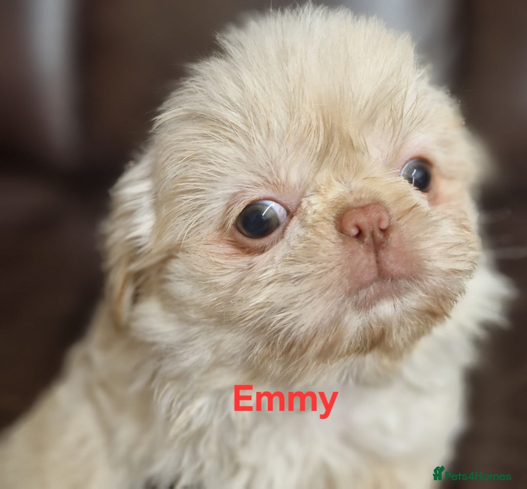 Shih Tzu dogs for sale: 6 Snow White Shih Tzu Pups.  - Image 12