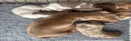 Miniature Dachshund dogs for sale: Beautiful miniature dachshund  in Wigan - Advert 6