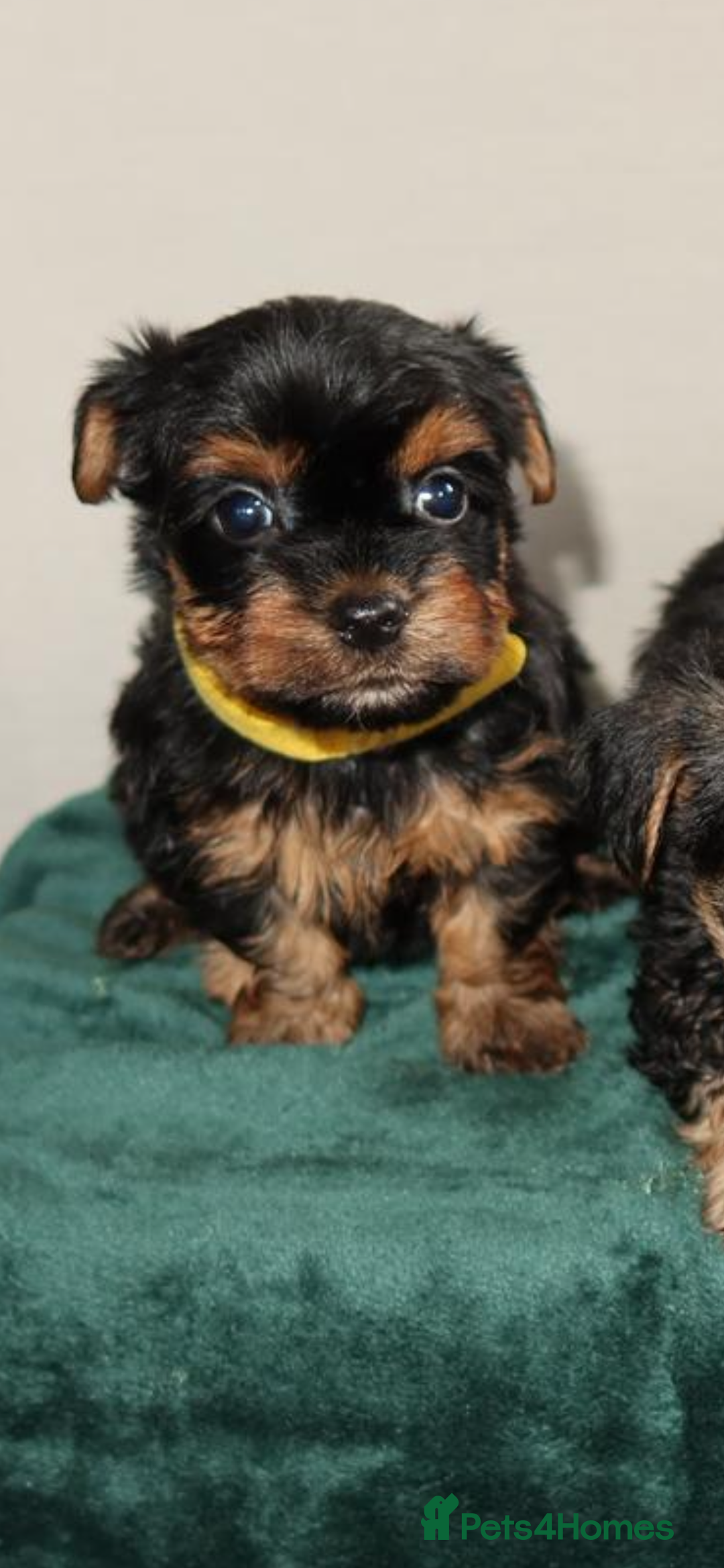 Yorkshire Terrier dogs for sale: Yorkshire terrier puppy’s 🐶  - Advert 17