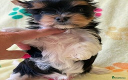 Yorkshire Terrier dogs for sale: York puppies for sale - Image 28