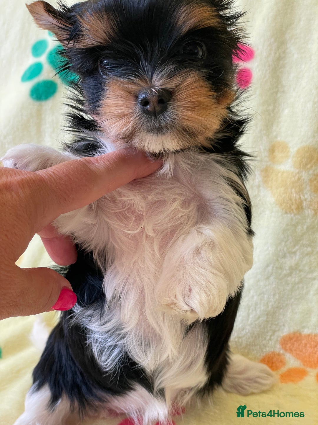 Yorkshire Terrier dogs for sale: York puppies for sale - Image 28