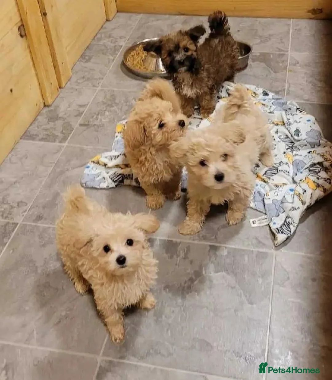 Maltipoo dogs for sale: Five Maltipoo Darlings – Special Little Companion - Advert 1