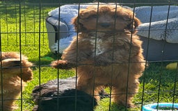 Cockapoo dogs for sale: Cockapoo babies  - Image 12