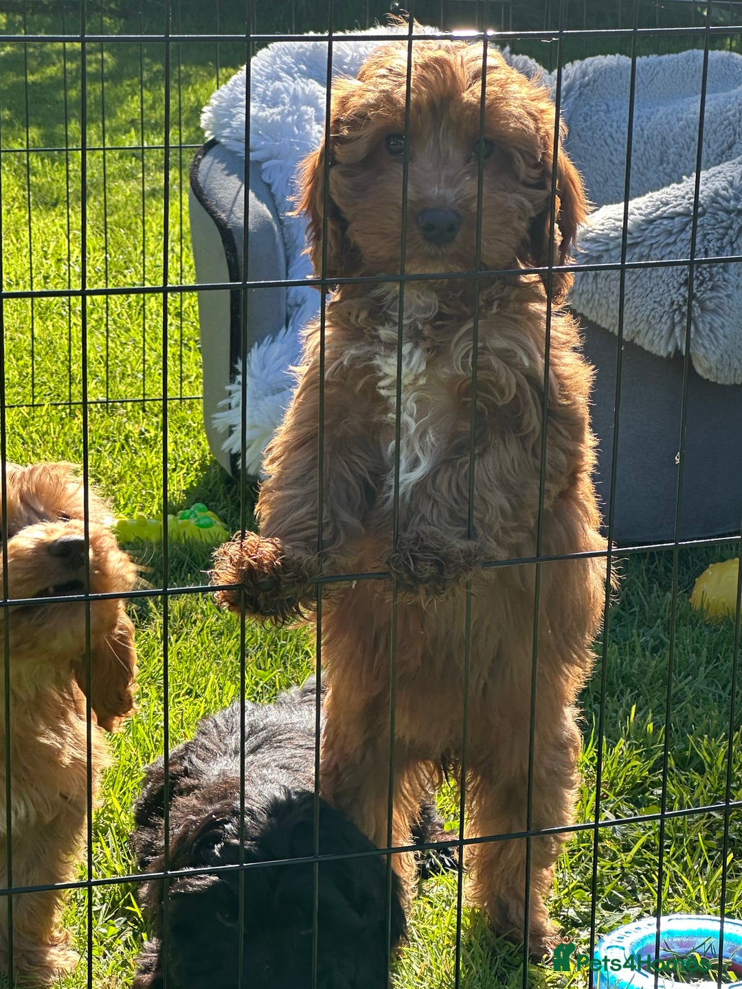 Cockapoo dogs for sale: Cockapoo babies  - Image 12